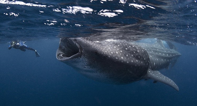 Calvin Harris ft. Whale Shark